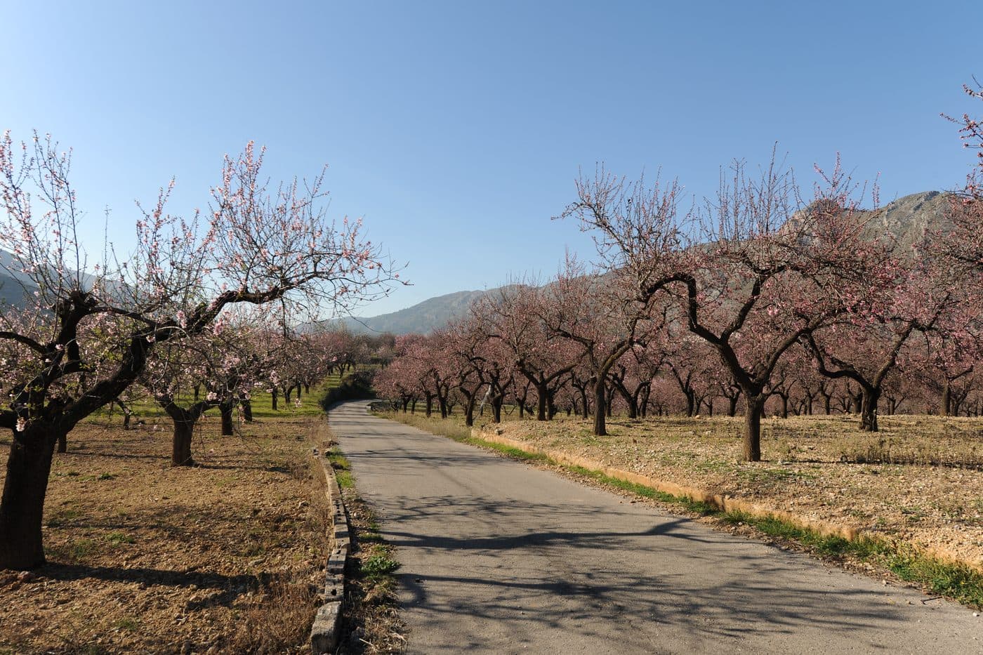 Viñedos y almendros en el Valle del Jalón
